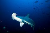Isla del Coco - 37
